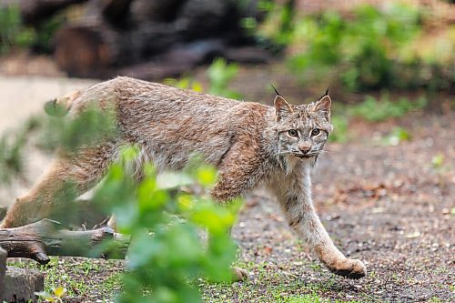 MIKE DEAL / FREE PRESS
Premier Wab Kinew was on hand to help release Lumi the Lynx into her inclosure at the Assiniboine Park Zoo Wednesday morning.
The province has provided some funding for the rehabilitation of the rescued lynx.
Reporter: Erik Pindera
260603 - Wednesday, June 03, 2026.