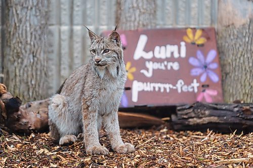 MIKE DEAL / FREE PRESS
Premier Wab Kinew was on hand to help release Lumi the Lynx into her inclosure at the Assiniboine Park Zoo Wednesday morning.
The province has provided some funding for the rehabilitation of the rescued lynx.
Reporter: Erik Pindera
260603 - Wednesday, June 03, 2026.