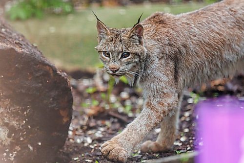 MIKE DEAL / FREE PRESS
Premier Wab Kinew was on hand to help release Lumi the Lynx into her inclosure at the Assiniboine Park Zoo Wednesday morning.
The province has provided some funding for the rehabilitation of the rescued lynx.
Reporter: Erik Pindera
260603 - Wednesday, June 03, 2026.