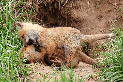 Two red fox kits wrestle outside one of the entrances to their den west of Brandon on a cloudy Thursday. The den, which has been active each spring for years, is home to four kits this year.
(Tim Smith/The Brandon Sun)