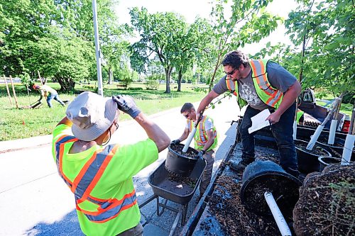 Ruth Bonneville Free Press
LOCAL - tree maintenance
City crews plant trees in Andrew Currie Park Thursday.
Story on City crews planting trees at the park for story about the role of tree maintenance in ensuring the city's newly planted trees reach maturity and deliver the full scope of economic benefits.
Story by Julia-Simone Rutgers
June 4th,, 2026