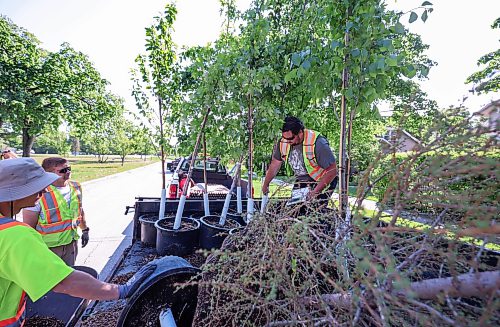 Ruth Bonneville Free Press
LOCAL - tree maintenance
City crews plant trees in Andrew Currie Park Thursday.
Story on City crews planting trees at the park for story about the role of tree maintenance in ensuring the city's newly planted trees reach maturity and deliver the full scope of economic benefits.
Story by Julia-Simone Rutgers
June 4th,, 2026