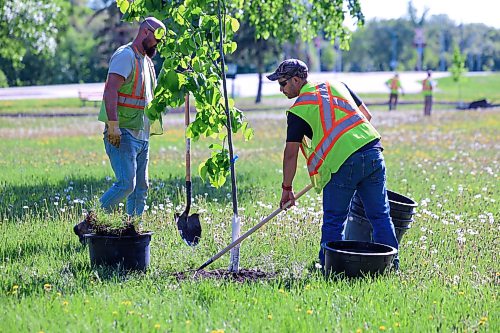 Ruth Bonneville Free Press
LOCAL - tree maintenance
City crews plant trees in Andrew Currie Park Thursday.
Story on City crews planting trees at the park for story about the role of tree maintenance in ensuring the city's newly planted trees reach maturity and deliver the full scope of economic benefits.
Story by Julia-Simone Rutgers
June 4th,, 2026