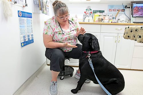 Veterinarian Dr. Sherry Wurtz visits with Gemma, a six-year-old black Labrador retriever cross, during an appointment at the clinic on Friday. Gemma is one of many dogs treated for tick prevention at the clinic. (Tim Smith/The Brandon Sun)