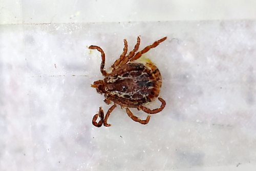 A slide featuring an American dog tick specimen at Wheat City Veterinary Clinic on Friday. (Tim Smith/The Brandon Sun)