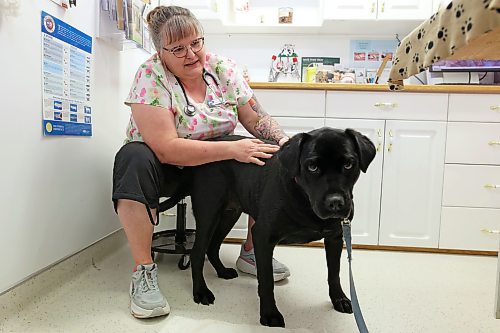 05062026
Veterinarian Dr. Sherry Wurtz visits with Gemma, a six-year-old black Labrador retriever cross during an appointment at the clinic on Friday. Gemma is one of many dogs treated for tick prevention at the clinic.
(Tim Smith/The Brandon Sun)