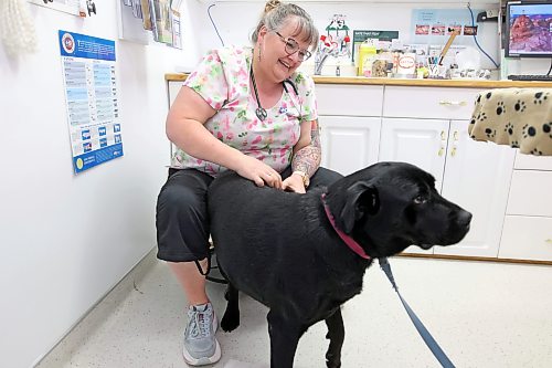 05062026
Veterinarian Dr. Sherry Wurtz visits with Gemma, a six-year-old black Labrador retriever cross during an appointment at the clinic on Friday. Gemma is one of many dogs treated for tick prevention at the clinic.
(Tim Smith/The Brandon Sun)