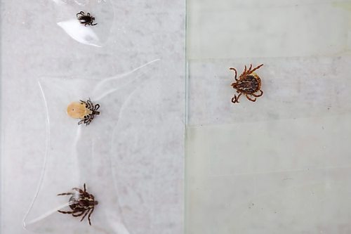05062026
Slides featuring Deer ticks (left top normal size, and left middle engorged, and American dog ticks (left bottom and right) at Wheat City Veterinary Clinic on Friday. 
(Tim Smith/The Brandon Sun)