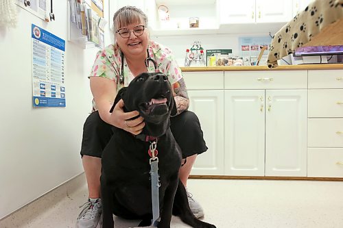 05062026
Veterinarian Dr. Sherry Wurtz visits with Gemma, a six-year-old black Labrador retriever cross during an appointment at the clinic on Friday. Gemma is one of many dogs treated for tick prevention at the clinic.
(Tim Smith/The Brandon Sun)
