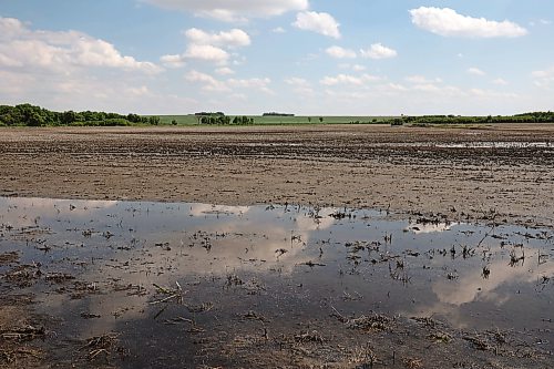 05062026
One of Lifelong farmer Stan Cochrane’s fields bordering the Assiniboine River east of Sioux Valley Dakota Nation on Friday afternoon. Approximately 500 acres of Cochrane’s land is still wet with puddles after being flooded for a few weeks by the rise in the Assiniboine River level caused when water was released from the Shellmouth Reservoir up river in Saskatchewan. Cochrane needs the land to dry up enough so that he can finish seeding. (Tim Smith/The Brandon Sun)