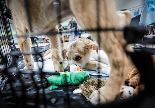 JOHN WOODS / FREE PRESS
Rina and her brother Sira wait to be adopted at the Manitoba Underdogs Rescue booth at the Manitoba Pet Expo in St Norbert Community Club Sunday, June 7, 2026. 

reporter: standup