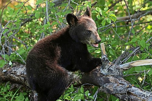 08062026
A black bear cub climbs on a log while foraging with its mother in Riding Mountain National Park on a sunny Monday. Black bears are a common sight in the park throughout the summer.
(Tim Smith/The Brandon Sun)