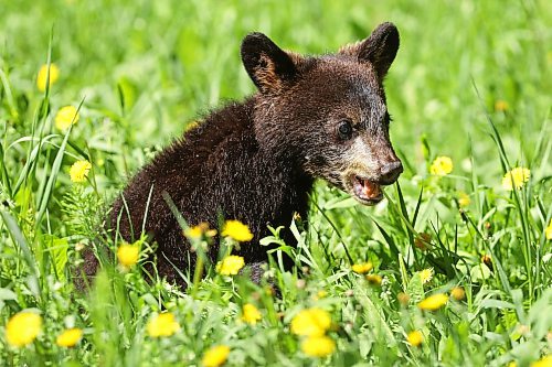 08062026
A black bear cub eats dandelions bordering Highway 10 in Riding Mountain National Park while foraging with its mother on a sunny Monday. Black bears are a common sight in the park throughout the summer.
(Tim Smith/The Brandon Sun)