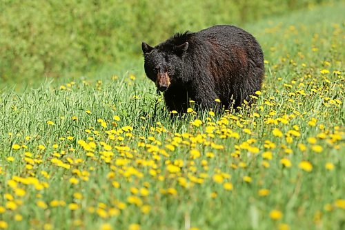 08062026
A black bear dines on dandelions bordering Highway 10 in Riding Mountain National Park on a sunny Monday. Black bears are a common sight in the park throughout the summer.
(Tim Smith/The Brandon Sun)
