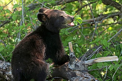 08062026
A black bear cub climbs on a log while foraging with its mother in Riding Mountain National Park on a sunny Monday. Black bears are a common sight in the park throughout the summer.
(Tim Smith/The Brandon Sun)