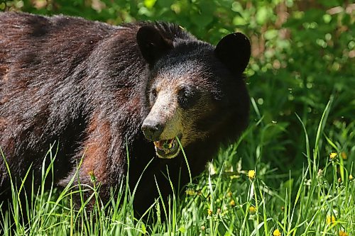 08062026
A black bear dines on dandelions on Lake Audy Road in Riding Mountain National Park on a sunny Monday. Black bears are a common sight in the park throughout the summer.
(Tim Smith/The Brandon Sun)