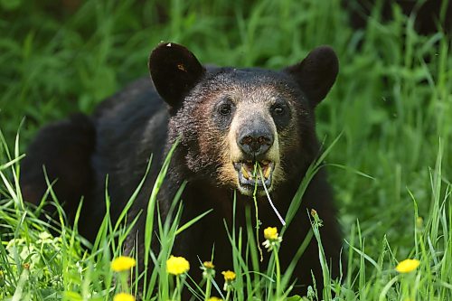 08062026
A black bear dines on dandelions on Lake Audy Road in Riding Mountain National Park on a sunny Monday. Black bears are a common sight in the park throughout the summer.
(Tim Smith/The Brandon Sun)