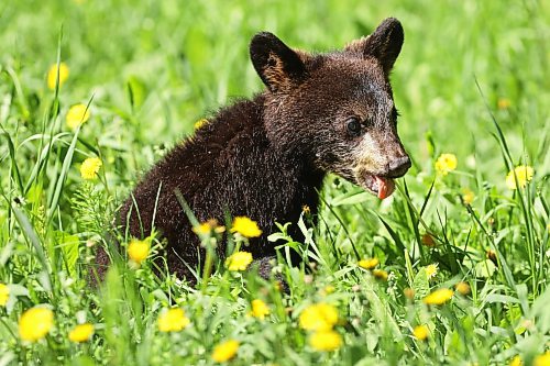 08062026
A black bear cub eats dandelions bordering Highway 10 in Riding Mountain National Park while foraging with its mother on a sunny Monday. Black bears are a common sight in the park throughout the summer.
(Tim Smith/The Brandon Sun)