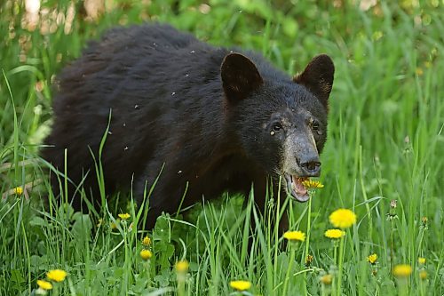 08062026
A black bear cub dines on dandelions on Lake Audy Road in Riding Mountain National Park on a sunny Monday. Black bears are a common sight in the park throughout the summer.
(Tim Smith/The Brandon Sun)
