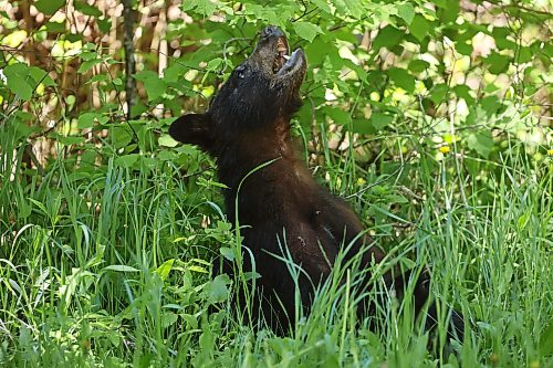 08062026
A black bear cub forages along Lake Audy Road in Riding Mountain National Park on a sunny Monday. Black bears are a common sight in the park throughout the summer.
(Tim Smith/The Brandon Sun)