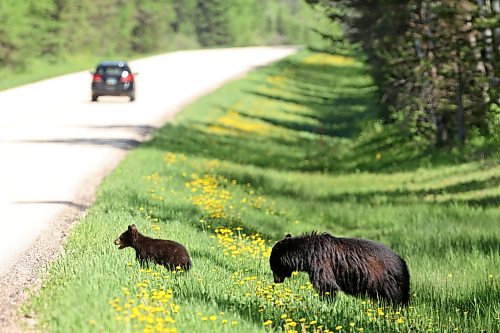 08062026
A black bear cub and its mother enjoy a dandelion feast along Highway 10 in Riding Mountain National Park on a sunny Monday. Black bears are a common sight in the park throughout the summer.
(Tim Smith/The Brandon Sun)