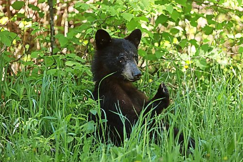 08062026
A black bear cub forages along Lake Audy Road in Riding Mountain National Park on a sunny Monday. Black bears are a common sight in the park throughout the summer.
(Tim Smith/The Brandon Sun)