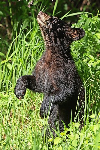 08062026
A black bear cub forages with family along Highway 10 in Riding Mountain National Park on a sunny Monday. Black bears are a common sight in the park throughout the summer.
(Tim Smith/The Brandon Sun)