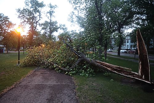 09062026
A fallen tree at Stanley Park during Tuesday evening’s storm.
(Tim Smith/The Brandon Sun)