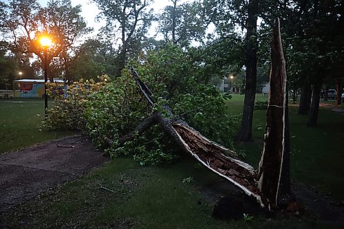 09062026
A fallen tree at Stanley Park during Tuesday evening’s storm.
(Tim Smith/The Brandon Sun)