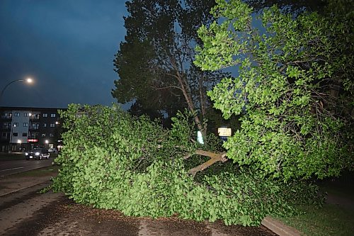 09062026
A fallen tree blocks the southbound lanes of 18th Street just south of Rosser Avenue during Tuesday evening’s storm.
(Tim Smith/The Brandon Sun)