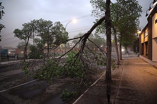 09062026
A fallen tree on Princess Avenue during Tuesday evening’s storm.
(Tim Smith/The Brandon Sun)