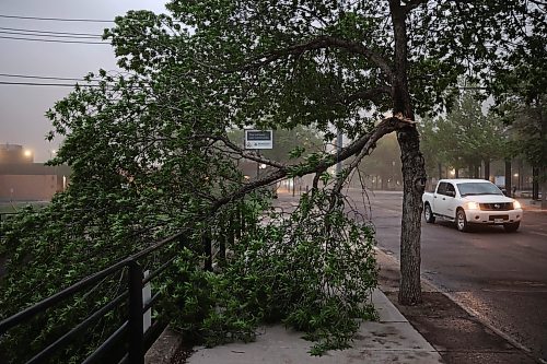 09062026
A fallen tree on Princess Avenue during Tuesday evening’s storm. 
(Tim Smith/The Brandon Sun)