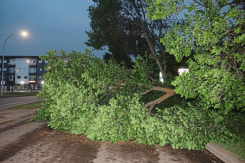 09062026
A fallen tree blocks the southbound lanes of 18th Street just south of Rosser Avenue during Tuesday evening’s storm.
(Tim Smith/The Brandon Sun)