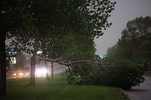 09062026
A fallen tree on Victoria Avenue during Tuesday evening’s storm. 
(Tim Smith/The Brandon Sun)