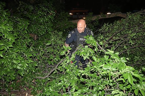 09062026
Brandon Police Service members work to remove tree branches from the southbound lanes of 18th Street just south of Rosser Avenue after a tree fell blocking the lanes during Tuesday evening’s storm.
(Tim Smith/The Brandon Sun)