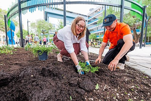 MIKE DEAL / FREE PRESS
Kate Fenske, CEO, Downtown Winnipeg BIZ and Maverick Dysart plant a Uva Ursi or Bearberry plant in the garden after the grand re-opening of Air Canada Window Park.
Mayor Scott Gillingham along with Kate Fenske, CEO, Downtown Winnipeg BIZ along with other project partners and community members gathered to celebrate the reopening of Air Canada Window Park (355 Portage Ave.) in Downtown Winnipeg Wednesday morning.
260610 - Wednesday, June 10, 2026.