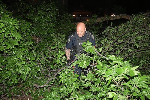 Brandon Police Service members work to remove tree branches from the southbound lanes of 18th Street just south of Rosser Avenue after a tree fell blocking the lanes during Tuesday evening’s storm. (Tim Smith/The Brandon Sun)