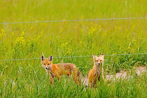 16062026
Two fox kits cautiously watch their surroundings outside their den west of Brandon on Tuesday. (Tim Smith/The Brandon Sun)