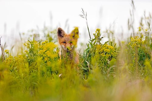 16062026
A red fox kit peers out through the grasses and leafy spurge surrounding its den west of Brandon on Tuesday. (Tim Smith/The Brandon Sun)
