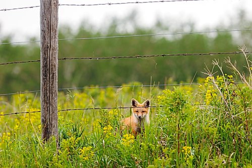 16062026
A red fox kit peers out through the grasses and leafy spurge surrounding its den west of Brandon on Tuesday. (Tim Smith/The Brandon Sun)
