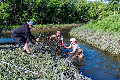 MIKE DEAL / FREE PRESS
(From left) Samuel Kerr, Monique Ellison, Summer Team Coordinator and Nastassja Loiselle, Lead Hand with the Save Our Seine cleanup crew, pull a shopping cart out of the Seine near Happy Land Park Thursday morning. The crew is out most nice days paddling their way along the Seine River filling up their canoe with heaps of garbage. The portion of the Seine River in the city they are charged with protecting is about 26kms long and they will cover that distance at least four times during the next few months removing garbage and making sure the river is kept as healthy as possible.
Every day they are in the river they collect about truck load of garbage, sometimes two loads depending on the stretch of the river they are canoeing that day.
260618 - Thursday, June 18, 2026.
