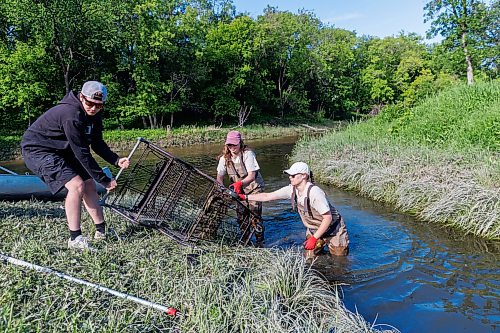 MIKE DEAL / FREE PRESS
(From left) Samuel Kerr, Monique Ellison, Summer Team Coordinator and Nastassja Loiselle, Lead Hand with the Save Our Seine cleanup crew, pull a shopping cart out of the Seine near Happy Land Park Thursday morning. The crew is out most nice days paddling their way along the Seine River filling up their canoe with heaps of garbage. The portion of the Seine River in the city they are charged with protecting is about 26kms long and they will cover that distance at least four times during the next few months removing garbage and making sure the river is kept as healthy as possible.
Every day they are in the river they collect about truck load of garbage, sometimes two loads depending on the stretch of the river they are canoeing that day.
260618 - Thursday, June 18, 2026.