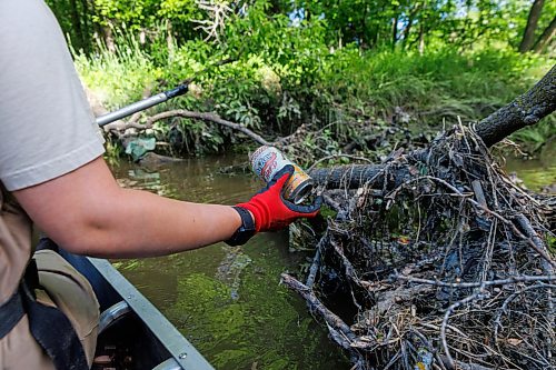 MIKE DEAL / FREE PRESS
Nastassja Loiselle, Lead Hand with the Save Our Seine cleanup crew, paddles towards a tree that has fallen into the river and snagged some garbage Thursday morning. The crew of usually three is out most nice days paddling their way along the Seine River filling up their canoe with heaps of garbage. The portion of the Seine River in the city they are charged with protecting is about 26kms long and they will cover that distance at least four times during the next few months removing garbage and making sure the river is kept as healthy as possible.
Every day they are in the river they collect about truck load of garbage, sometimes two loads depending on the stretch of the river they are canoeing that day.
260618 - Thursday, June 18, 2026.