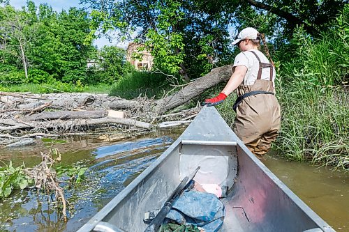 MIKE DEAL / FREE PRESS
Nastassja Loiselle, Lead Hand with the Save Our Seine cleanup crew, gets out of the canoe to pick up some trash caught in a tree Thursday morning. The crew of usually three is out most nice days paddling their way along the Seine River filling up their canoe with heaps of garbage. The portion of the Seine River in the city they are charged with protecting is about 26kms long and they will cover that distance at least four times during the next few months removing garbage and making sure the river is kept as healthy as possible..
