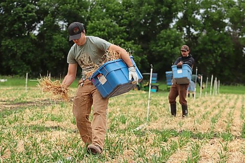 22062026
Technician Jack Claussen spreads barley straw inoculum on hill plots in the Leaf Disease Nursery at the Brandon Research and Development Centre on Monday morning. The nursery, funded by the Sustainable Canadian Agricultural Partnership, under the National Barley Cluster, evaluates elite and experimental barley germplasm for spot blotch resistance. The work being done in Brandon provides data for programs across Canada. (Tim Smith/The Brandon Sun)