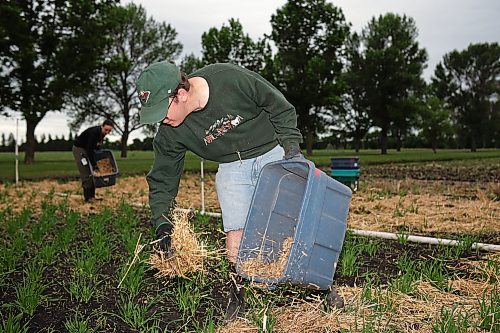 22062026
Summer student Ty Koshowski spreads barley straw inoculum on hill plots in the Leaf Disease Nursery at the Brandon Research and Development Centre on Monday morning. The nursery, funded by the Sustainable Canadian Agricultural Partnership, under the National Barley Cluster, evaluates elite and experimental barley germplasm for spot blotch resistance. The work being done in Brandon provides data for programs across Canada. (Tim Smith/The Brandon Sun)