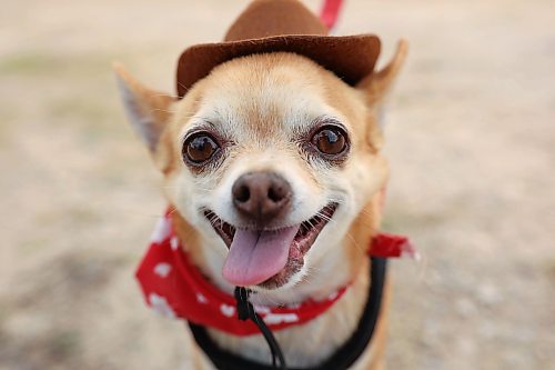 26062026
Micky, a chihuahua from Winnipeg, is decked out in country gear during Dauphin’s Countryfest 2026 on Friday afternoon.
(Tim Smith/The Brandon Sun)