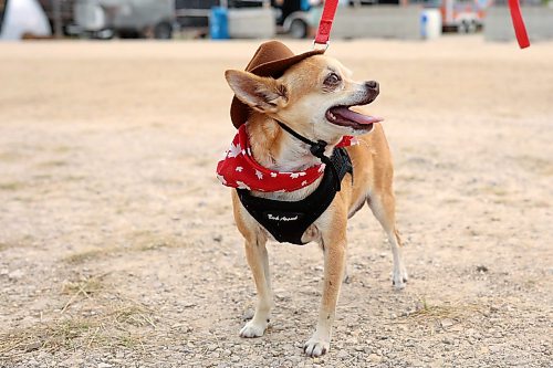 26062026
Micky, a chihuahua from Winnipeg, is decked out in country gear during Dauphin’s Countryfest 2026 on Friday afternoon.
(Tim Smith/The Brandon Sun)