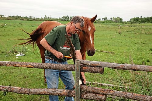29062026
Brian Brown mends a fence line destroyed by the tornado with help from his son Adrian (not shown), who came out from Anola to help. The Brown’s have three horses and Brian needed to fix the fence in many places to keep them from running free. (Tim Smith/The Brandon Sun)