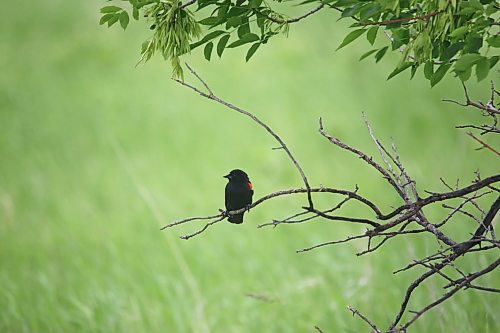 A red-winged blackbird sits on a perch along Grand Valley Road on Monday afternoon. (Matt Goerzen/The Brandon Sun)
